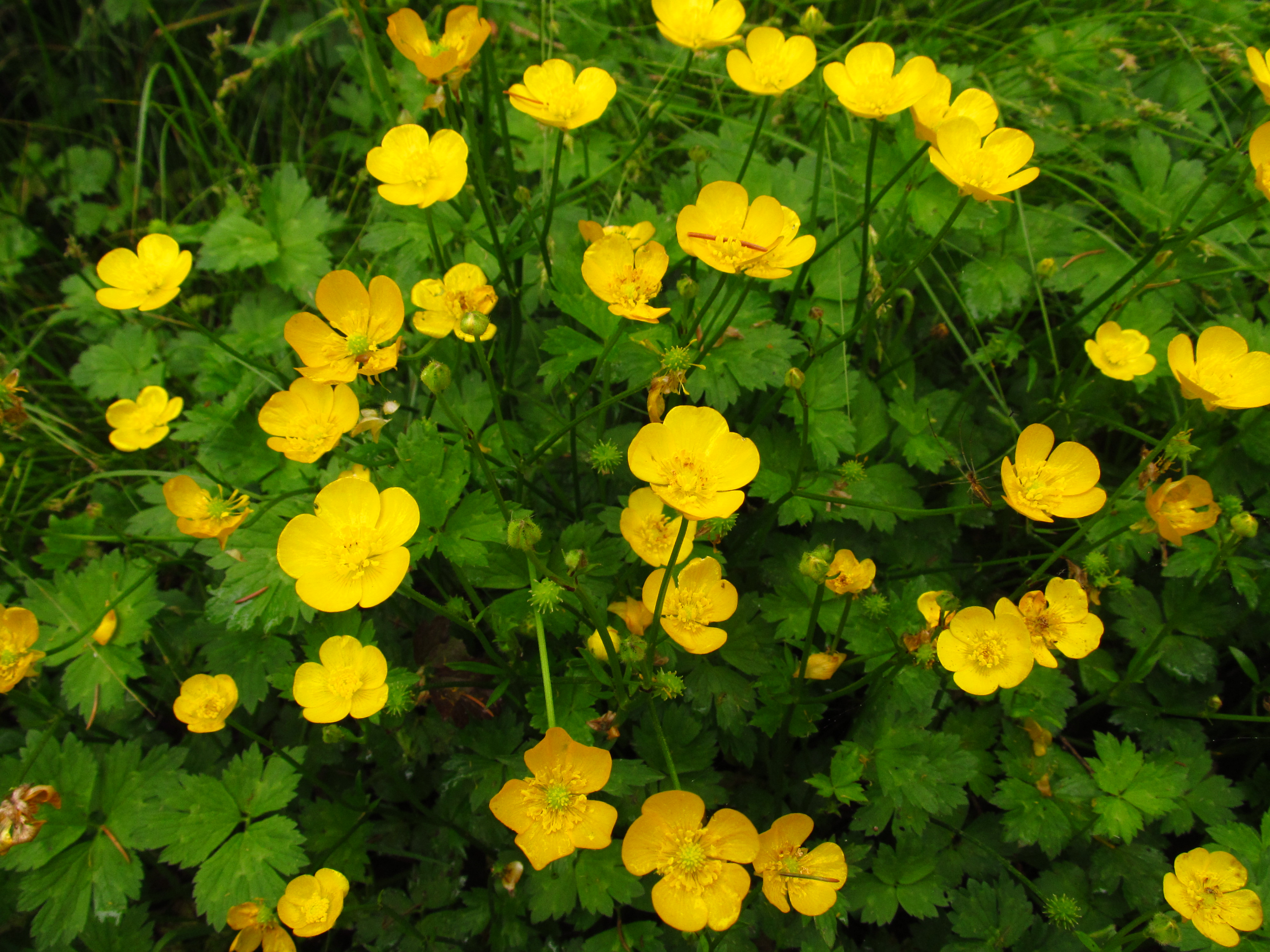 creeping buttercup